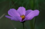 IMG_0795.JPG
