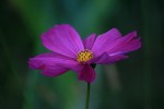IMG_0797.JPG