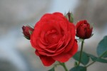 IMG_0798.JPG