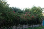 IMG_0820bis.JPG