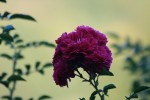 IMG_0822bis.JPG