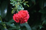 IMG_0901.JPG