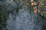 IMG_1297bis.JPG