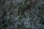 IMG_1298bis.JPG