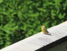 Nom du fichier=IMG_1338bis.JPG
Taille du fichier=101Ko
Dimensions : 700x532
Ajouté le : 13 Juillet 2016 IMG_1338bis.JPG