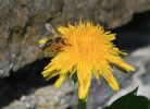 IMG_1656bis.jpg