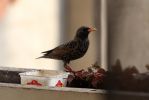 Nom du fichier=IMG_2018bis.JPG
Taille du fichier=65Ko
Dimensions : 700x468
Ajouté le : 17 Février 2017 IMG_2018bis.JPG