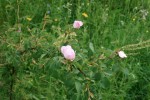 IMG_2434.JPG