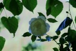 IMG_2476.JPG