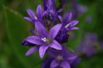IMG_2486.JPG