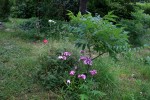 IMG_2528bis.JPG