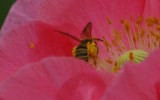 IMG_2966.jpg