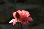 IMG_3073bis.JPG