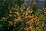 IMG_3259.JPG