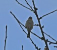 IMG_4377.jpg