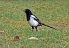 IMG_4775bis.jpg