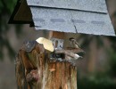 IMG_4865.jpg