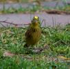 IMG_4923bis.jpg