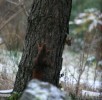 IMG_4960.jpg