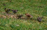 IMG_4962bis.jpg