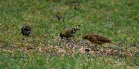 IMG_4974bis.jpg