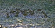 IMG_5471bis.jpg