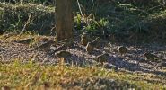 IMG_5472bis.jpg