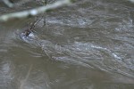 IMG_5517.jpg