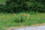 IMG_6185.jpg