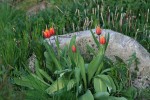 IMG_6233.jpg