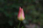 IMG_6325.jpg