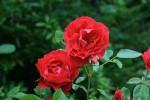 IMG_6774.jpg