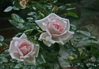 IMG_6785.jpg