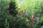 IMG_6793.jpg