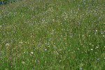 IMG_6851.jpg