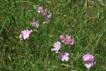 IMG_6869.jpg