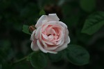 IMG_6903.jpg