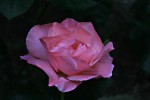 IMG_6905.jpg