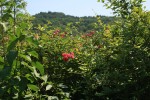 IMG_6951.jpg