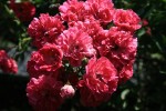 IMG_6954.jpg
