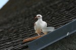 IMG_6966.jpg