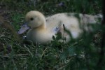 IMG_6997.jpg