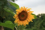 IMG_7068.jpg