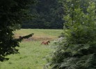 IMG_7069.jpg