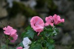 IMG_7119.jpg