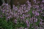 IMG_7294.jpg