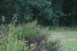 IMG_7336.jpg