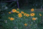 IMG_7352.jpg