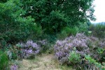 IMG_7356.jpg