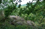 IMG_7364.jpg